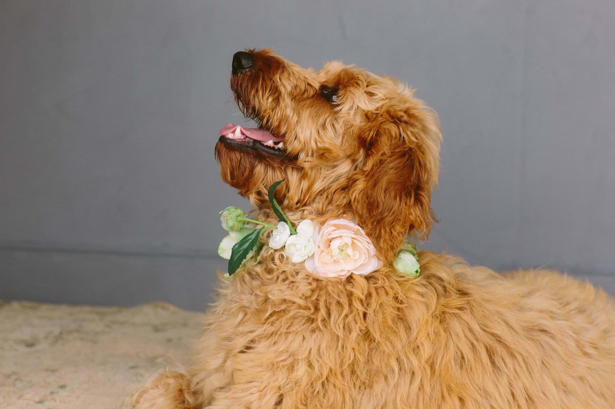 Picture of Cameron Dog Collar