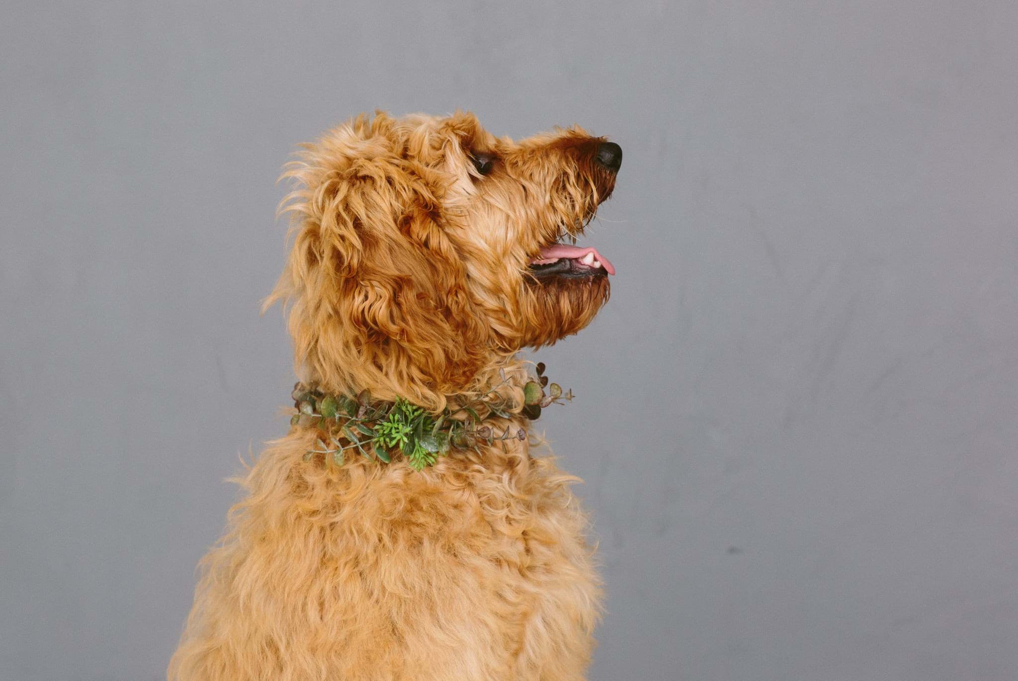Picture of Laurel Dog Collar
