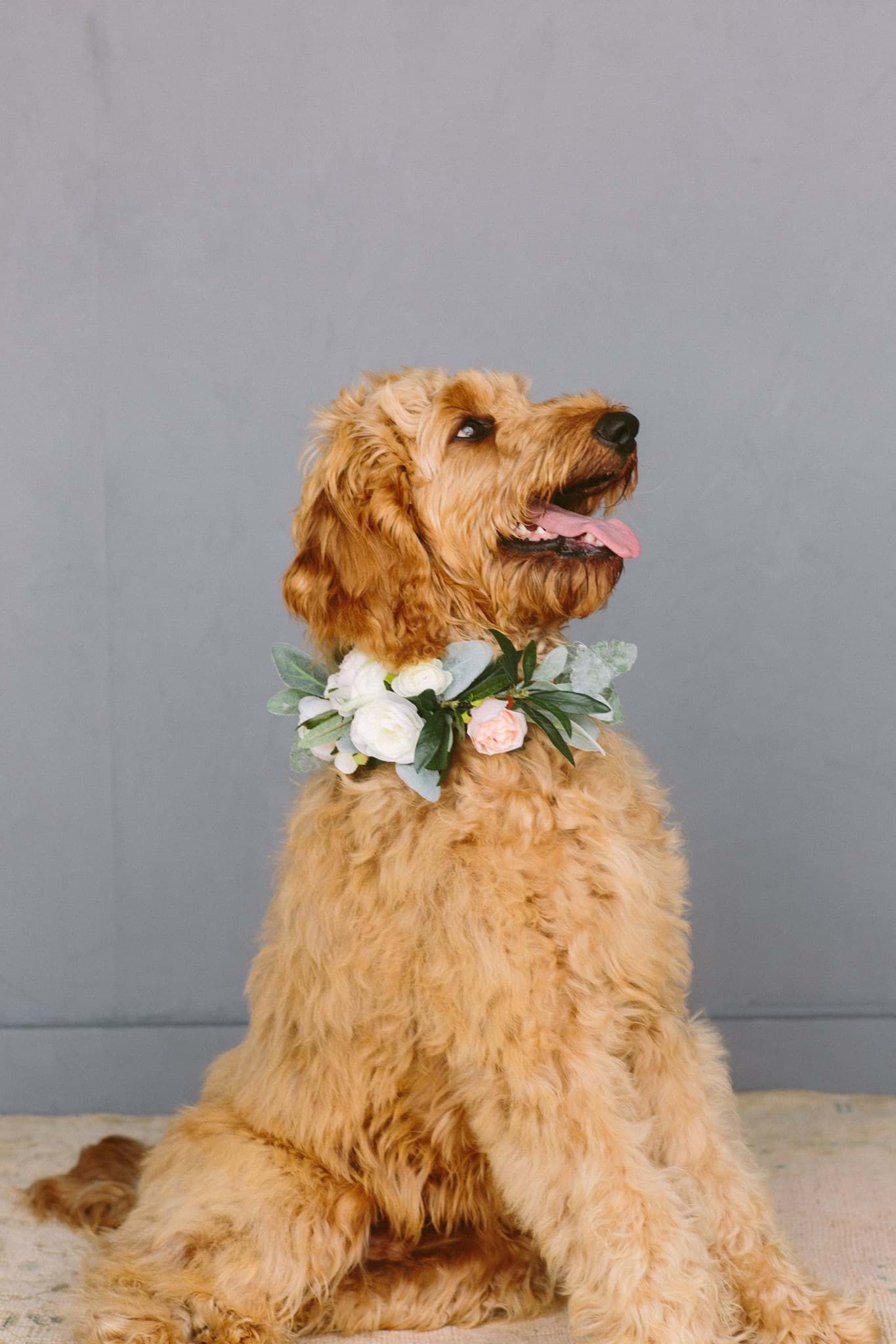 Picture of Olivia Dog Collar