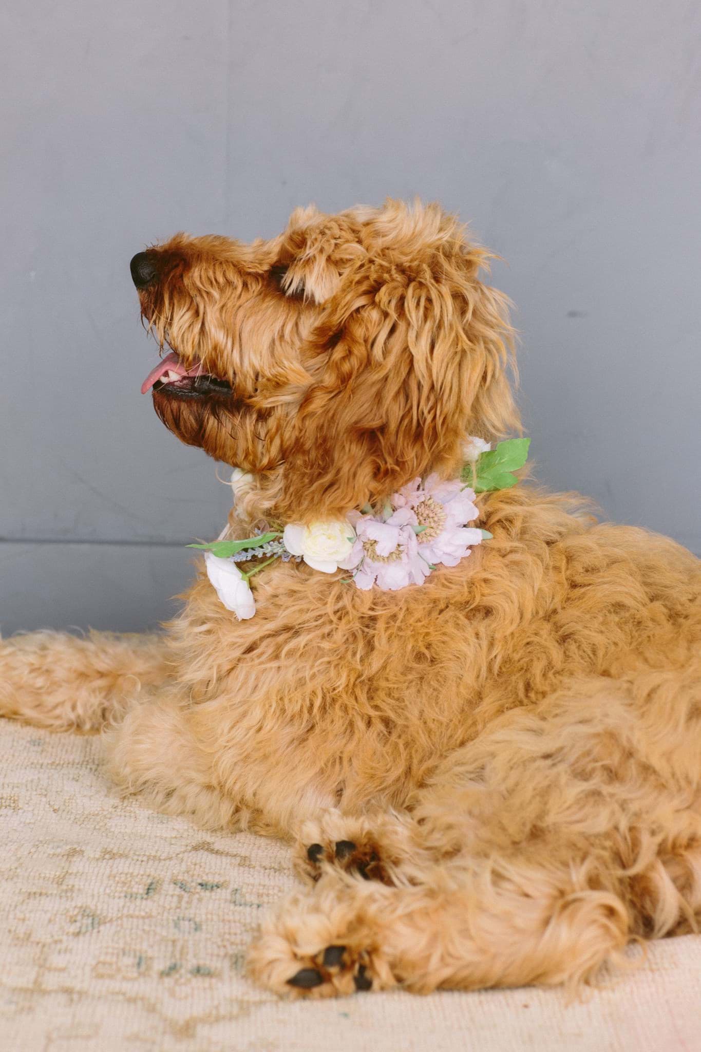 Picture of Taylor Dog Collar