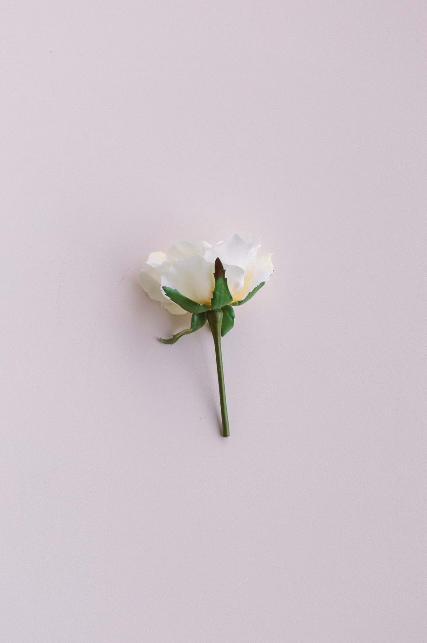 Picture of White Rose Buds