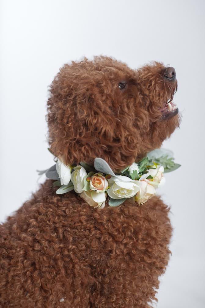 Picture of Olivia Dog Collar
