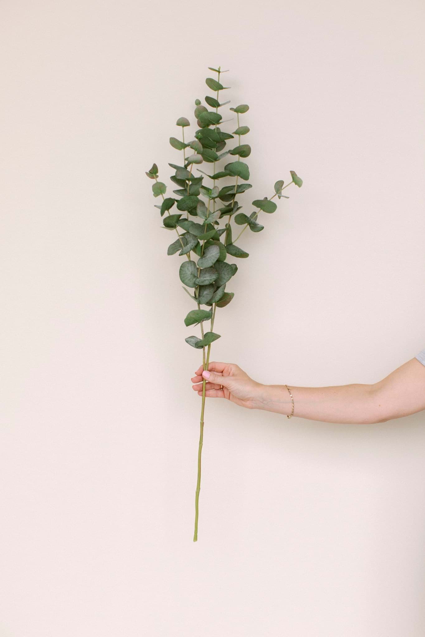 Picture of Eucalyptus Spray