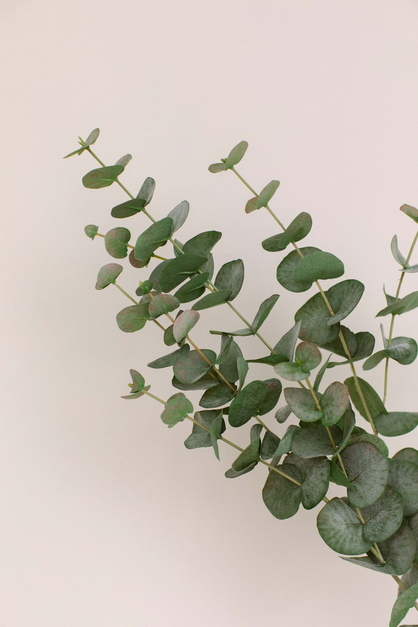 Picture of Eucalyptus Spray