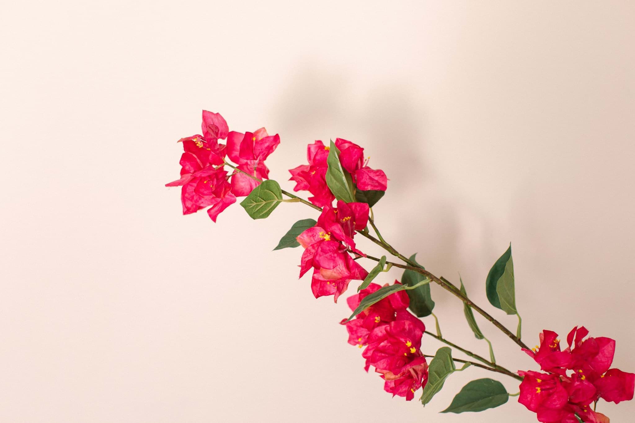 Picture of Bougainvillea Spray