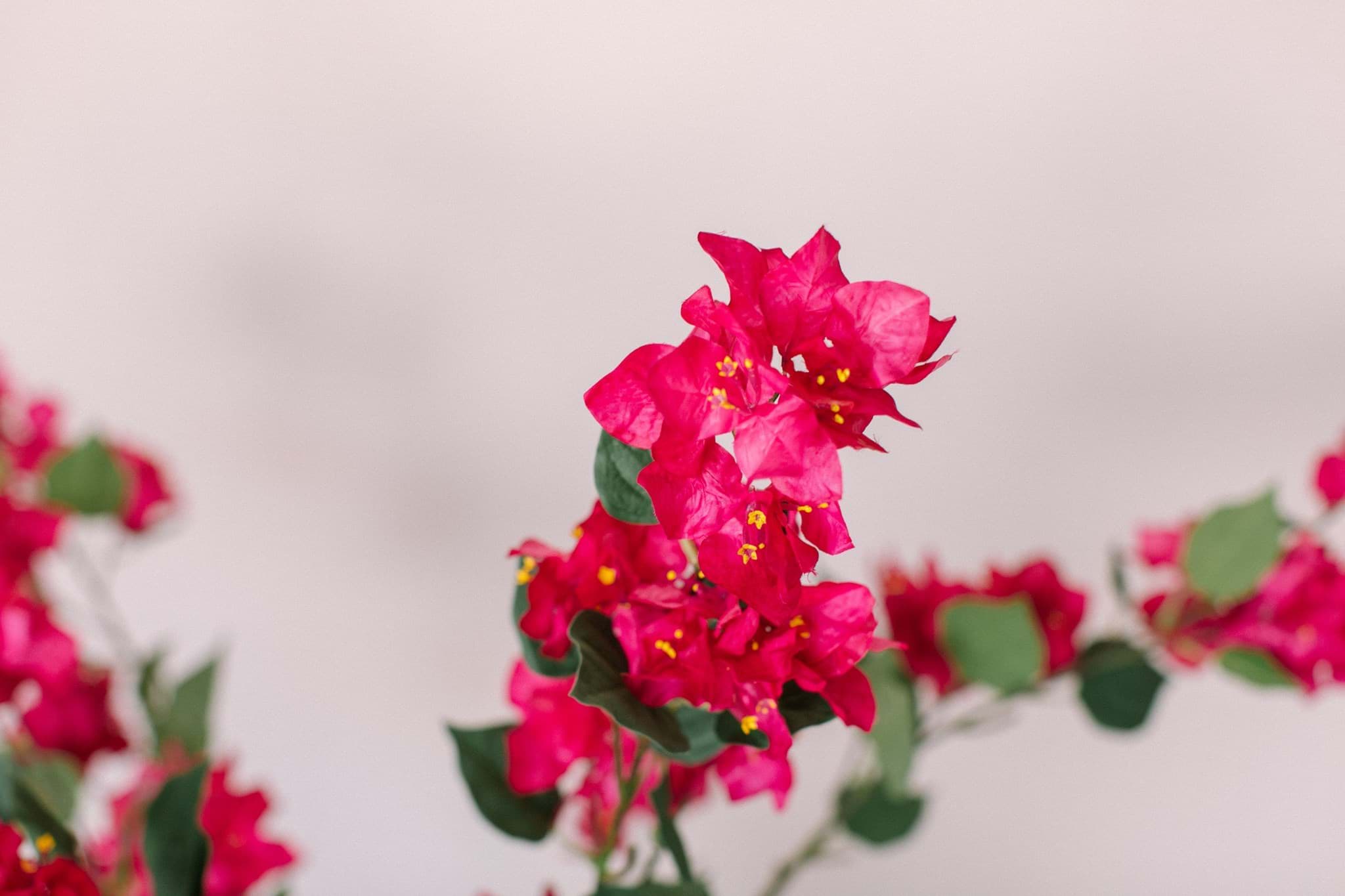 Picture of Bougainvillea Spray