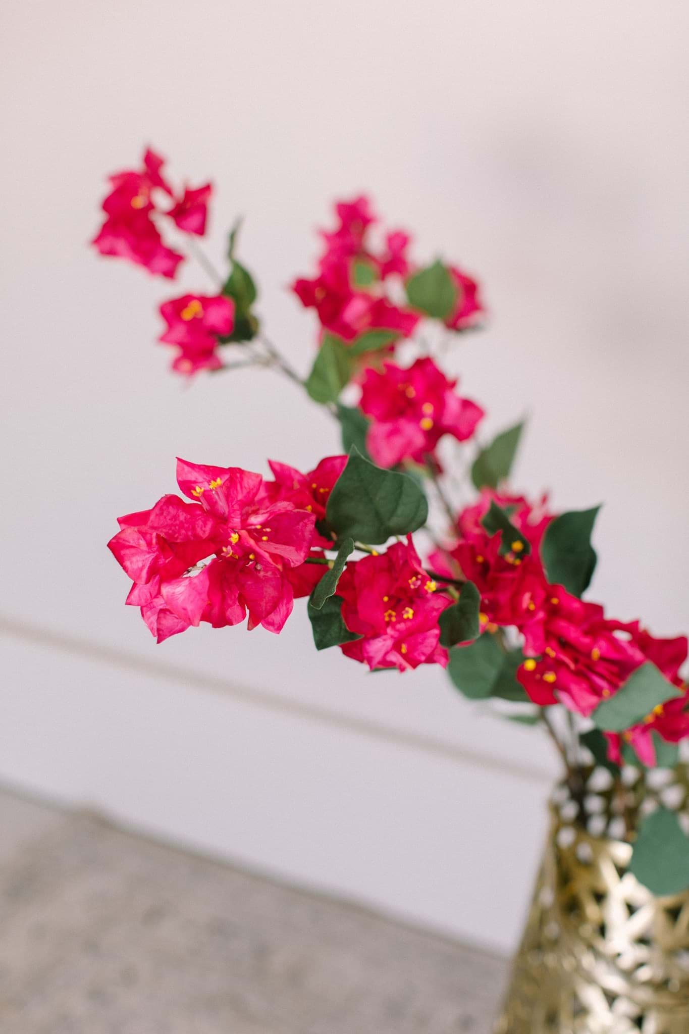 Picture of Bougainvillea Spray