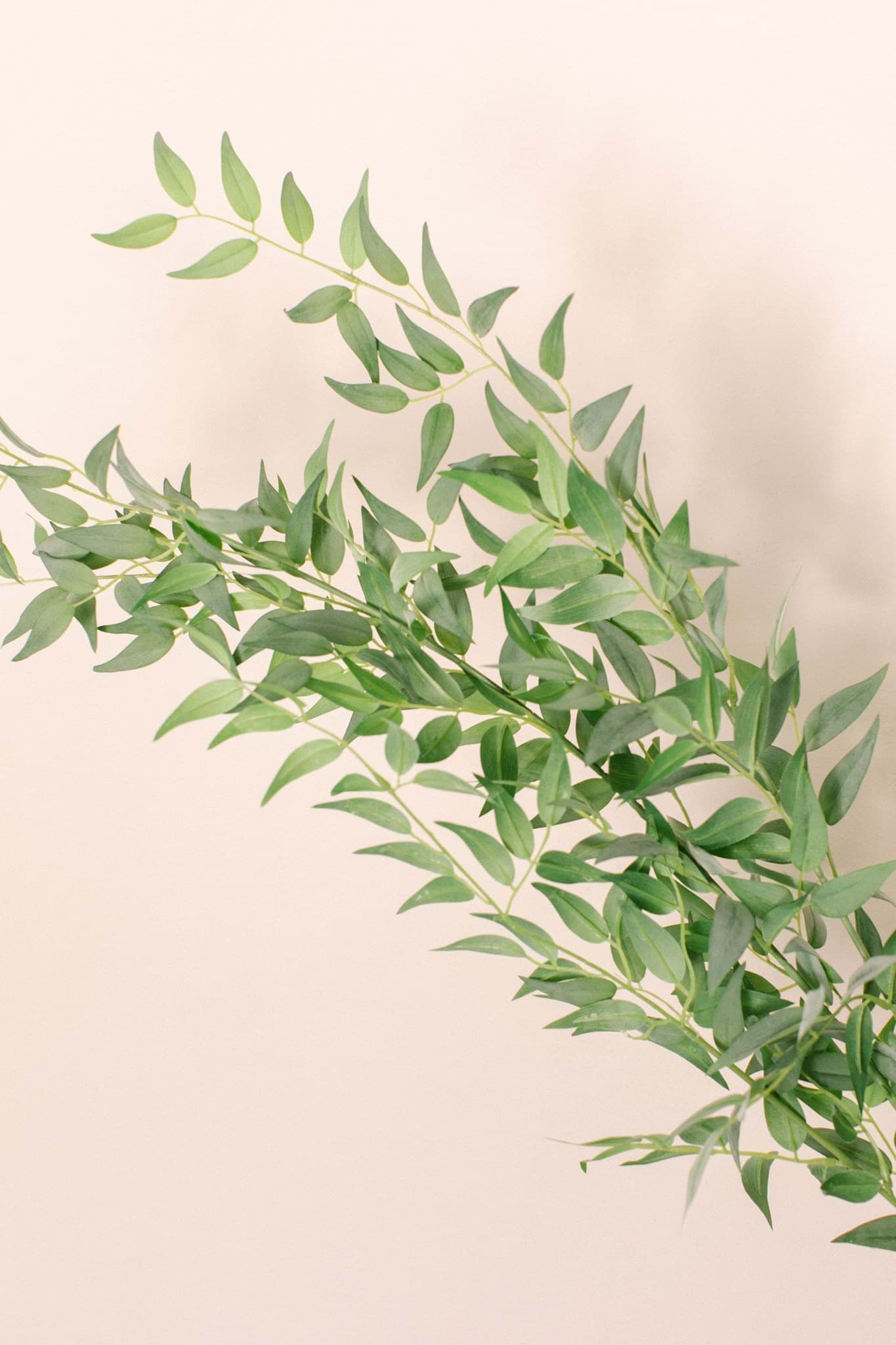 Picture of Italian Ruscus Bundle