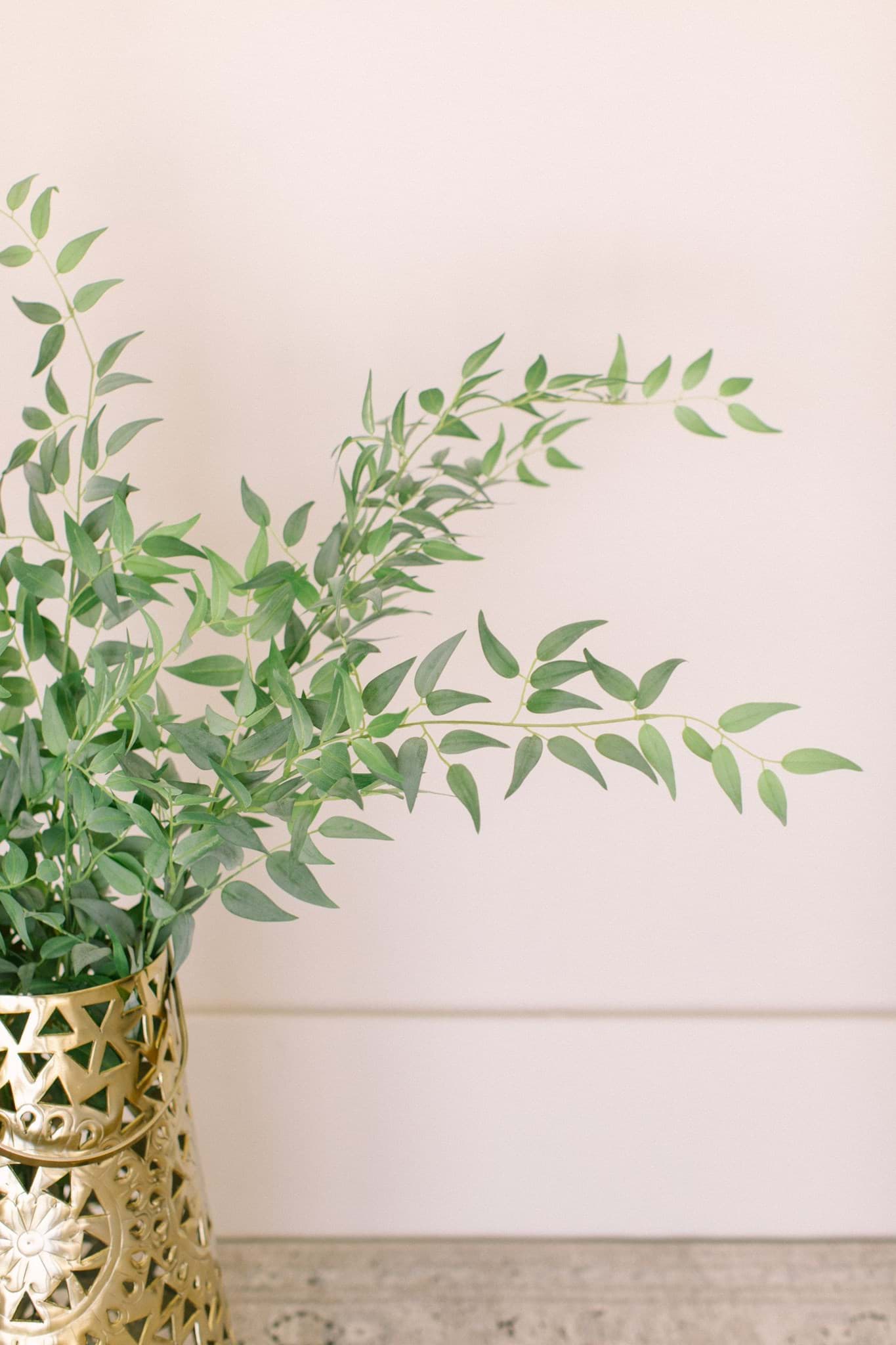 Picture of Italian Ruscus Bundle