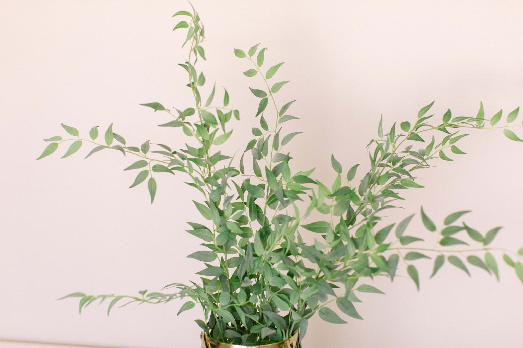 Picture of Italian Ruscus Bundle