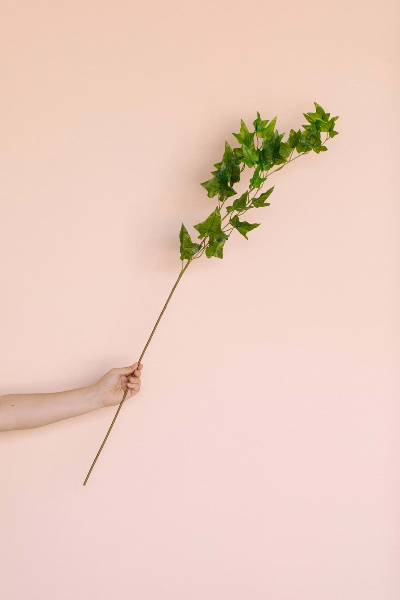 Picture of Ivy Vine