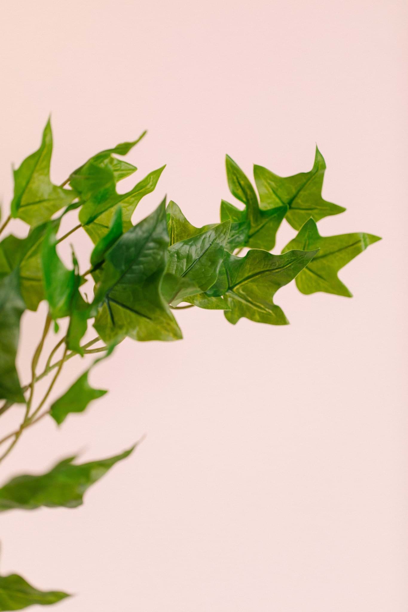 Picture of Ivy Vine