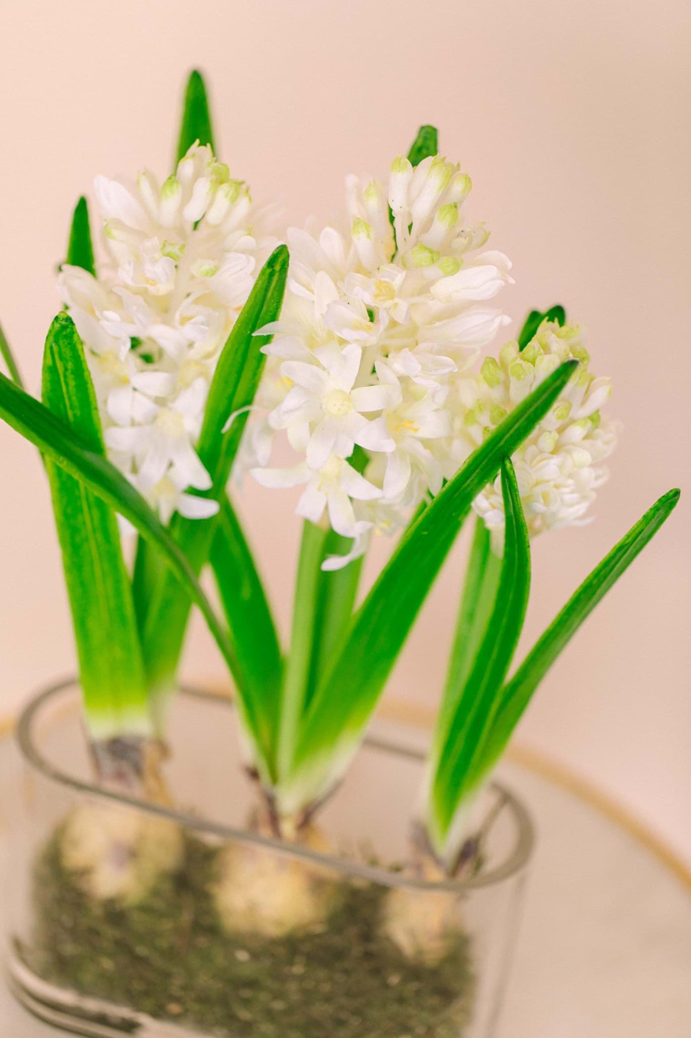 Picture of White Hyacinth Bulbs