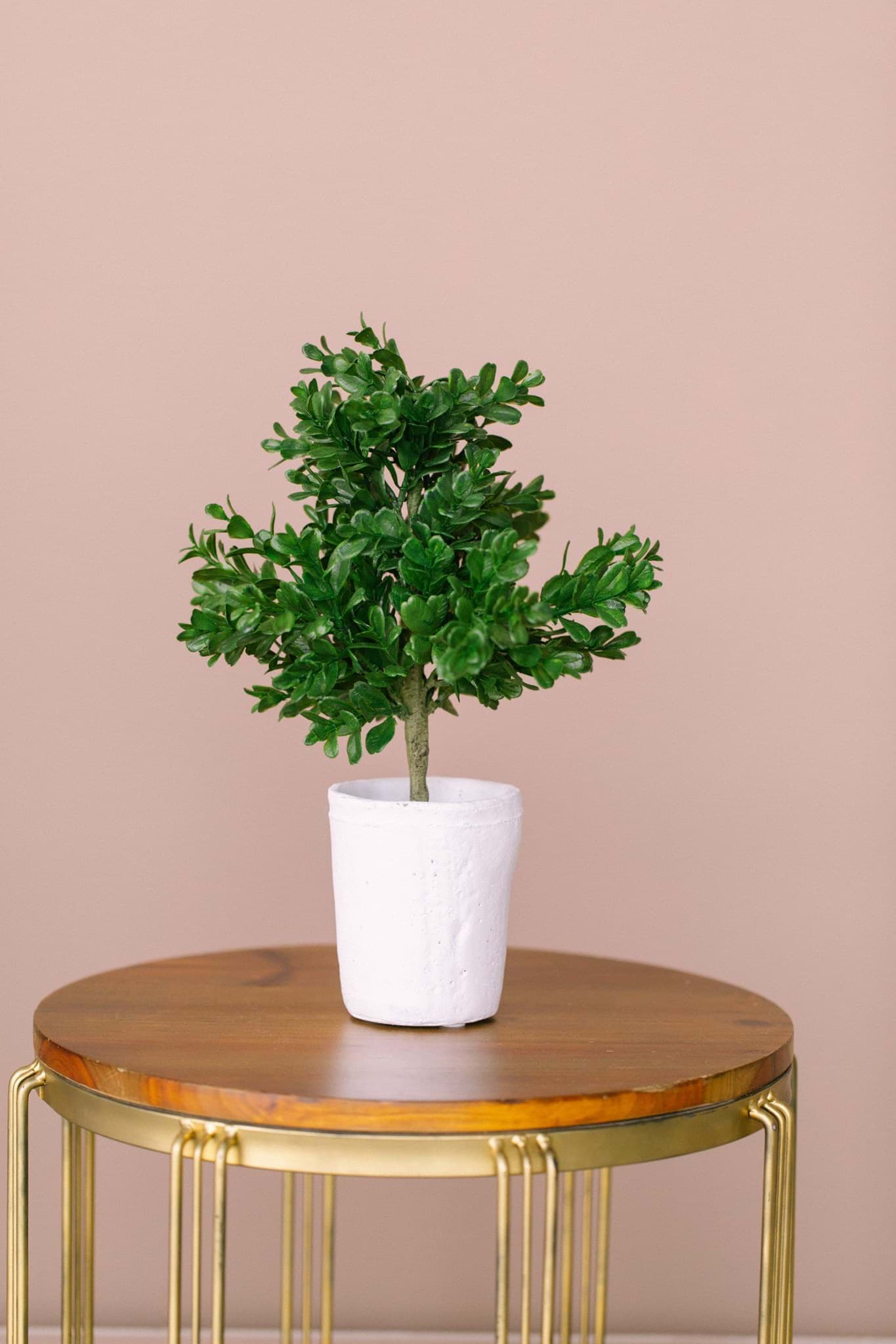 Picture of Boxwood Potted Plant