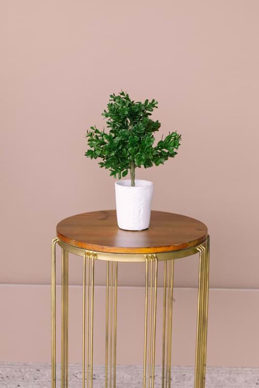 Picture of Boxwood Potted Plant