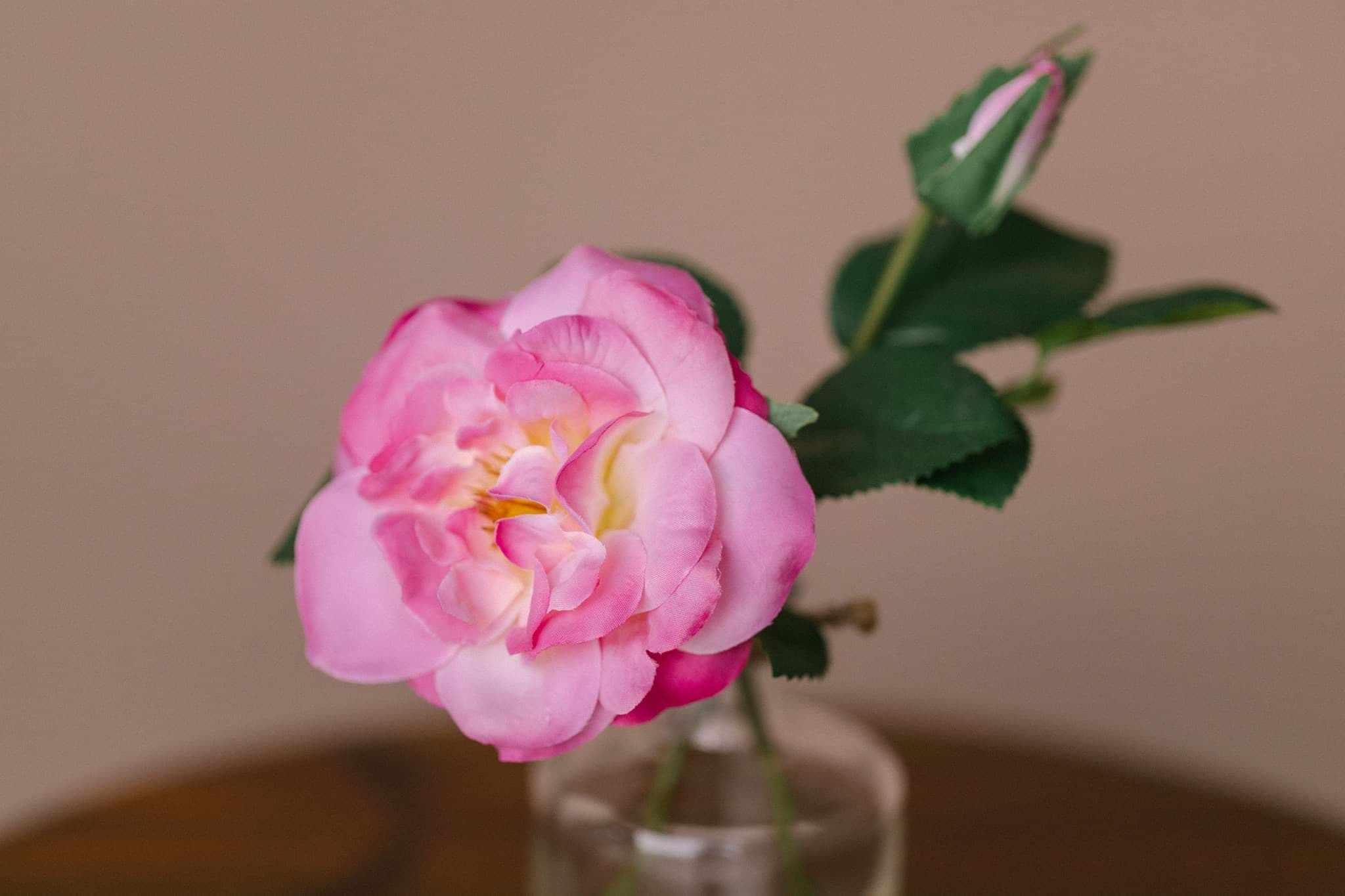 Picture of Petit Pink Camellia