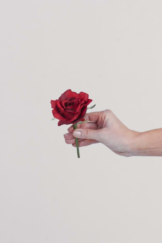 Picture of Red Rose Buds