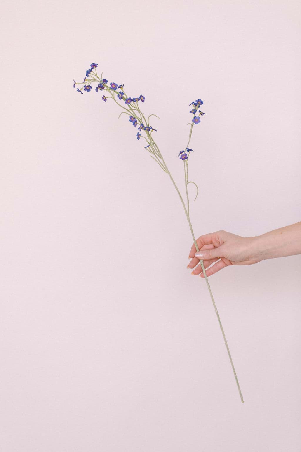 Picture of Forget Me Not Spray