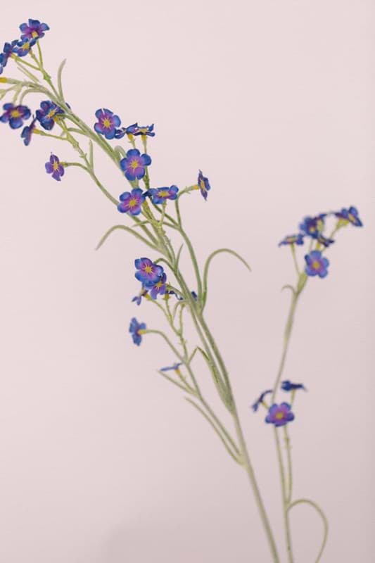 Picture of Forget Me Not Spray