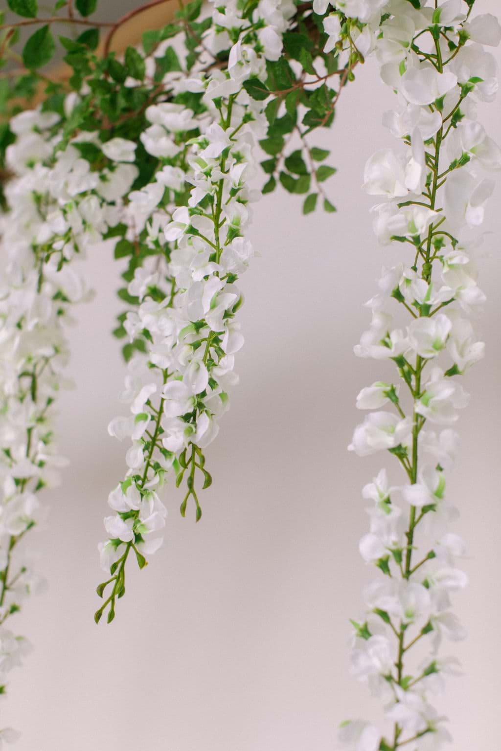 White wisteria deals