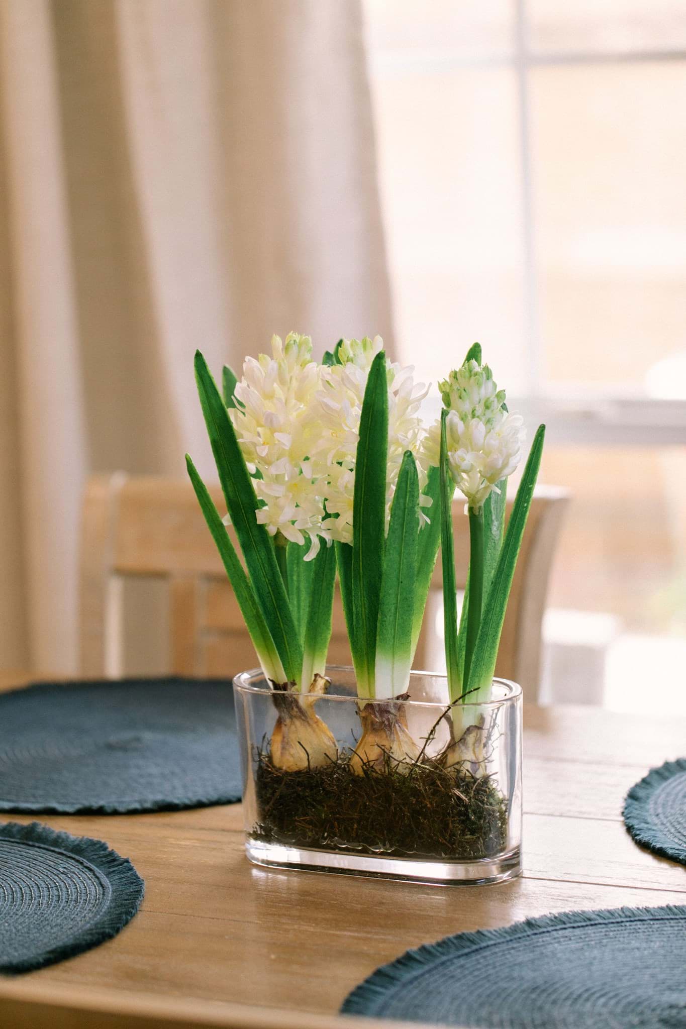 Picture of White Hyacinth Bulbs