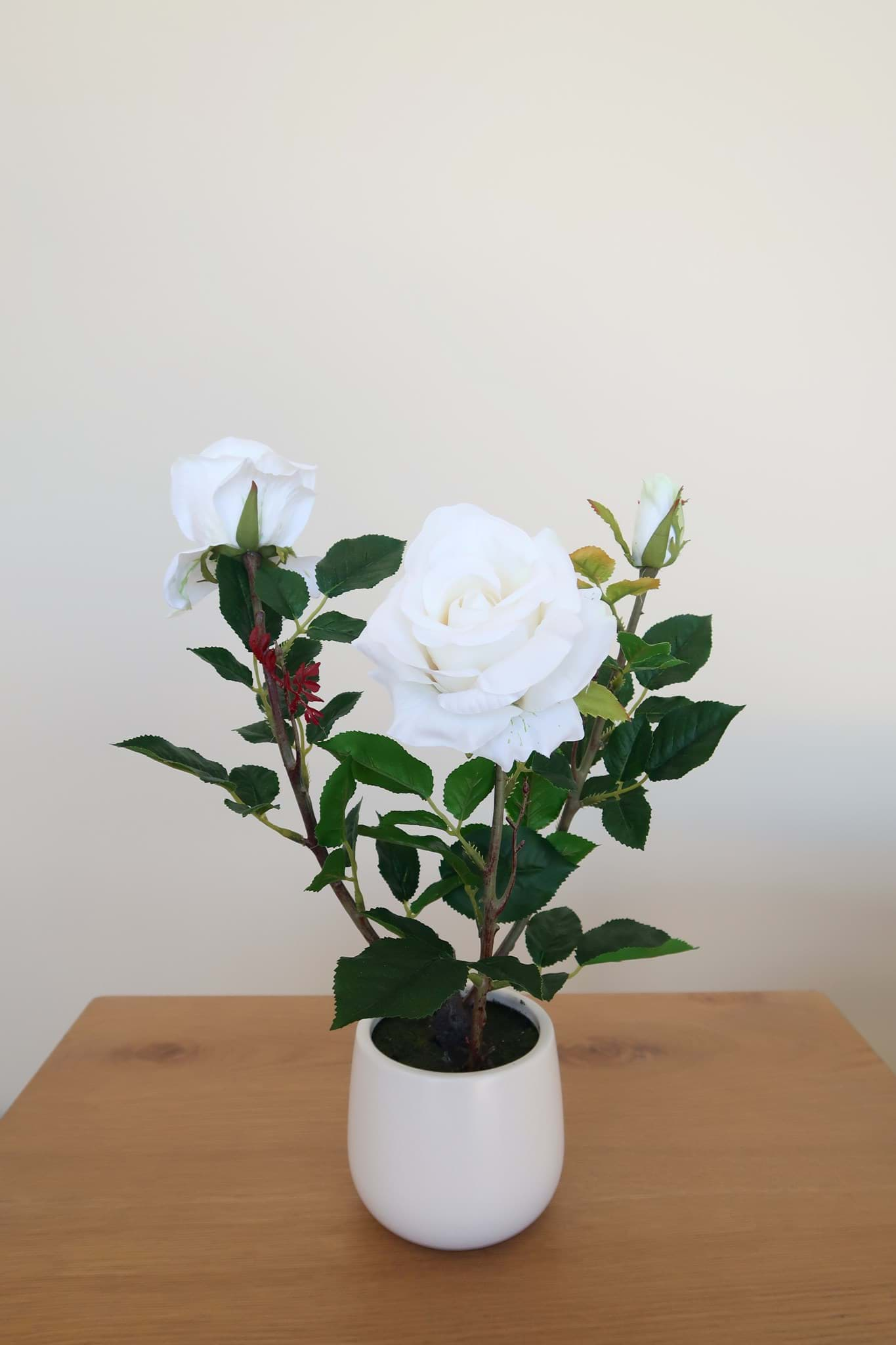 Picture of White Rose in Ceramic Vase