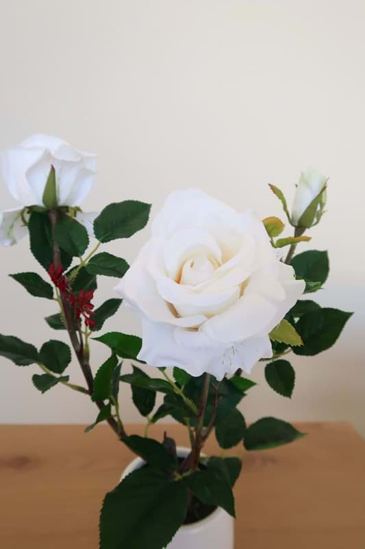 Picture of White Rose in Ceramic Vase