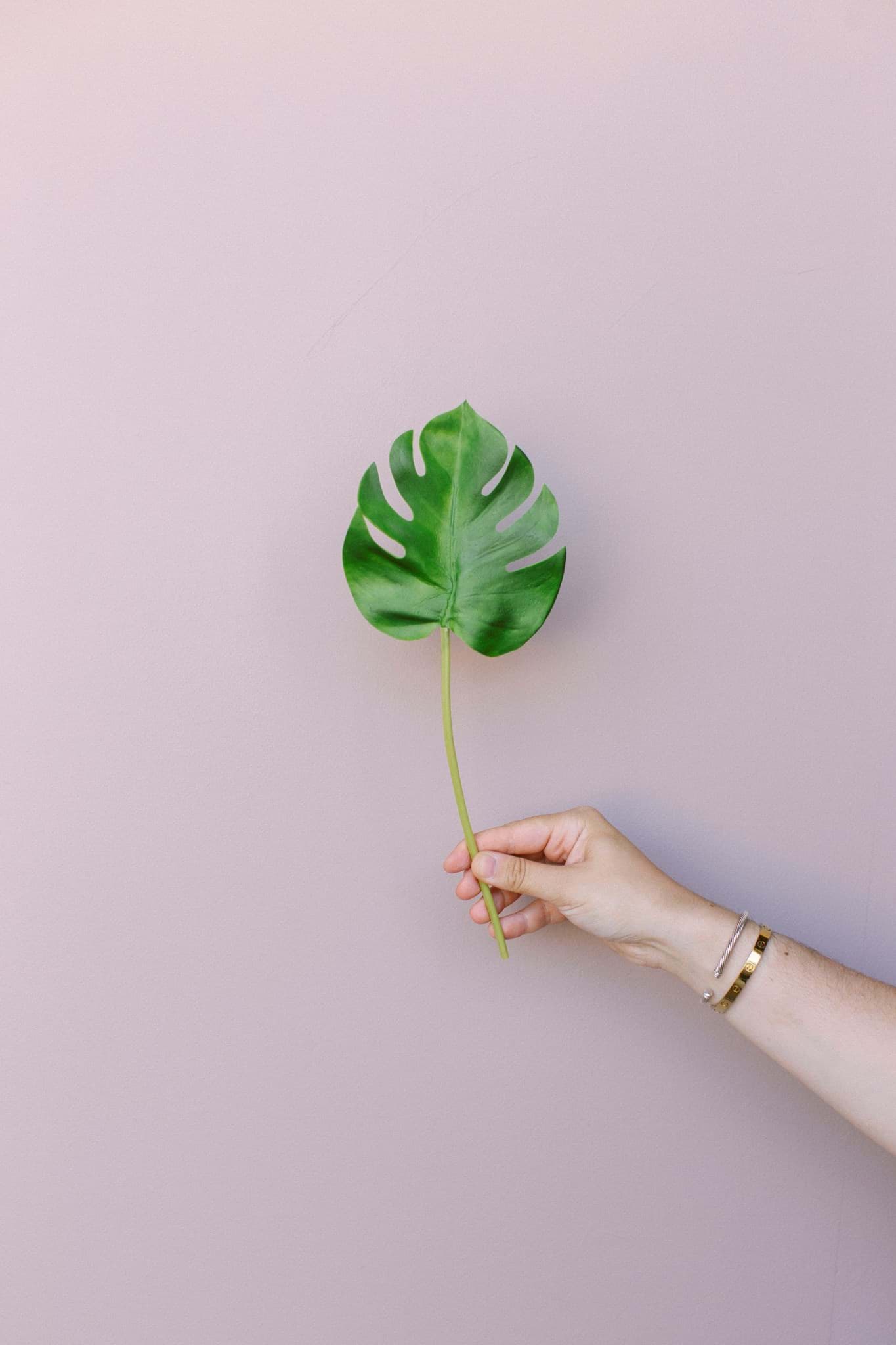Picture of Philo Leaf (Bundle of 3)