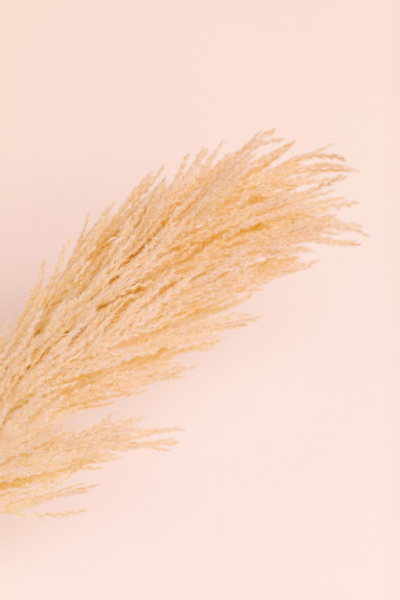 Picture of Peach Pampas Grass Spray