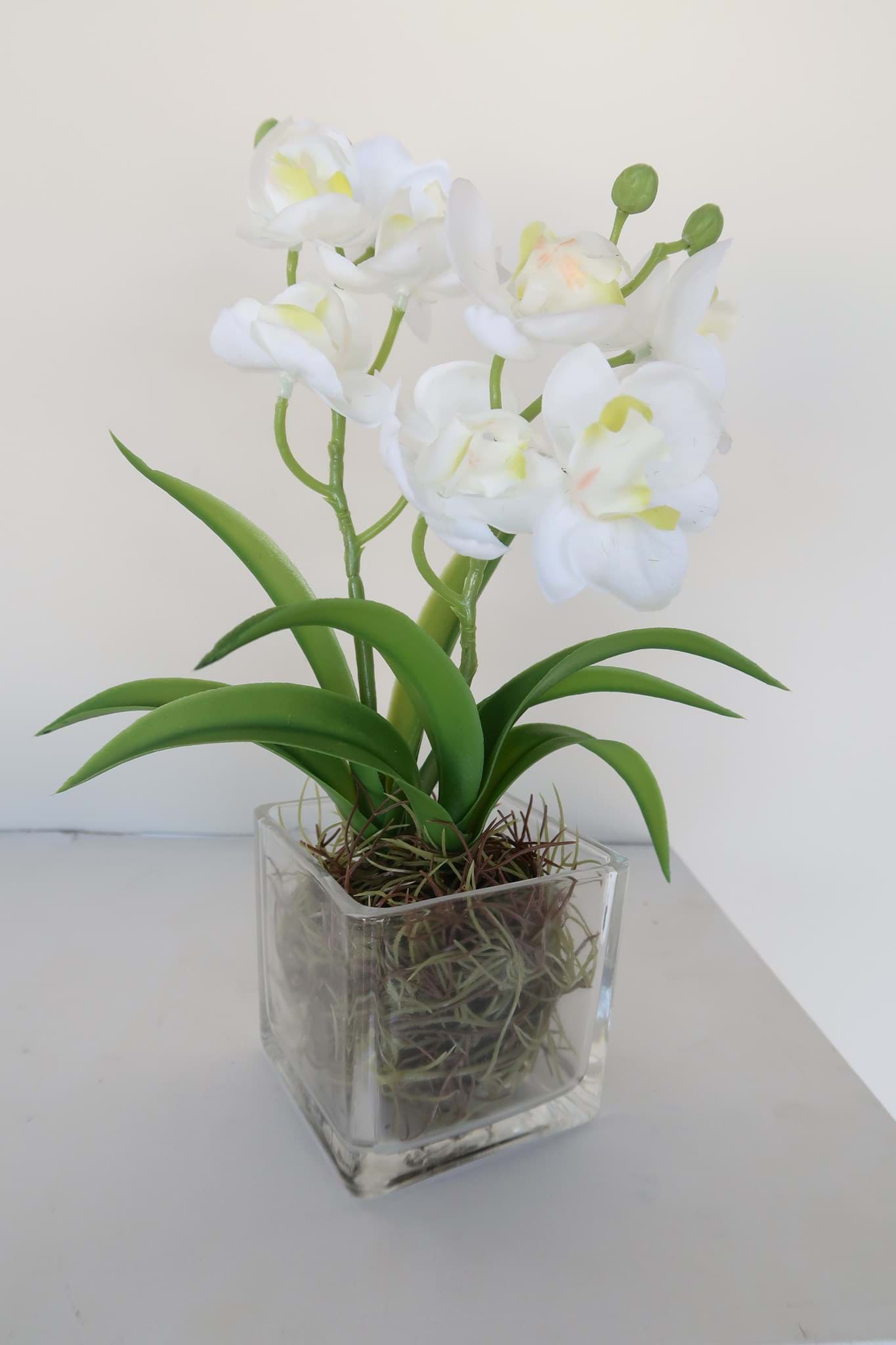 Picture of White Orchid in Glass Vase 